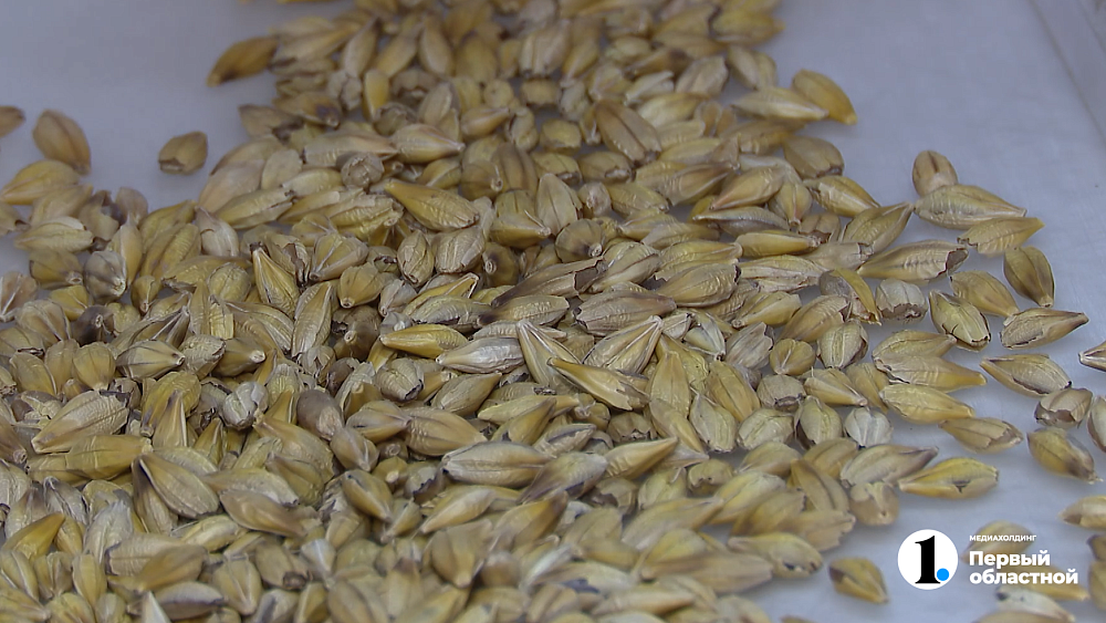 В челябинской лаборатории проверили тысячу образцов семян перед посевной‑2025