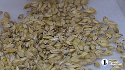 В челябинской лаборатории проверили тысячу образцов семян перед посевной‑2025