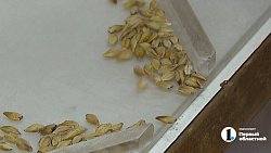 В челябинской лаборатории проверили тысячу образцов семян перед посевной‑2025