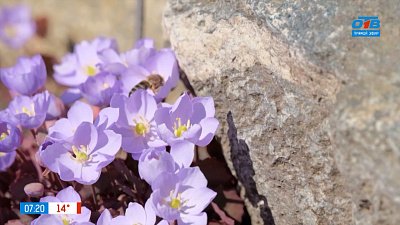 Вестники весны — первоцветы в рубрике «Руки садовода»