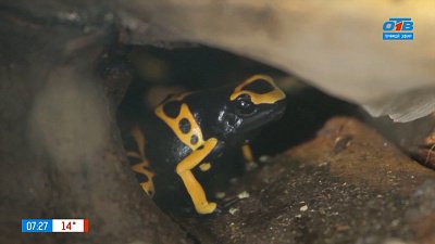 Древолазы и квакши и сюжете «Необычные лягушки»