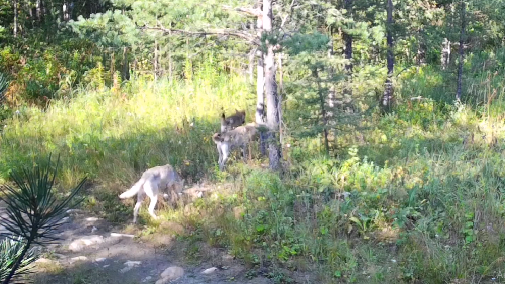 В Челябинской области развелись волки