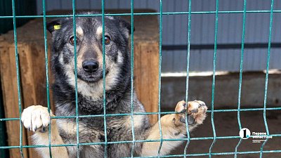 Собаки в госприюте под Челябинском мечтают не вернуться на улицу