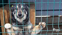 Собаки в госприюте под Челябинском мечтают не вернуться на улицу