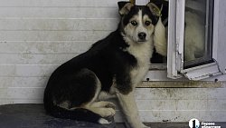 Собаки в госприюте под Челябинском мечтают не вернуться на улицу