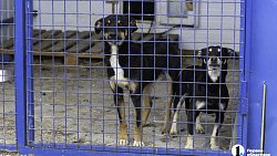 Собаки в госприюте под Челябинском мечтают не вернуться на улицу