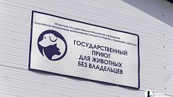 Собаки в госприюте под Челябинском мечтают не вернуться на улицу