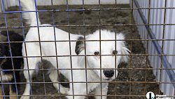 Собаки в госприюте под Челябинском мечтают не вернуться на улицу