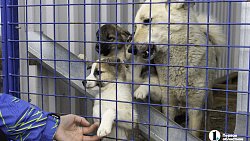 Собаки в госприюте под Челябинском мечтают не вернуться на улицу