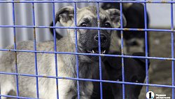 Собаки в госприюте под Челябинском мечтают не вернуться на улицу