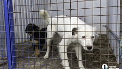 Собаки в госприюте под Челябинском мечтают не вернуться на улицу