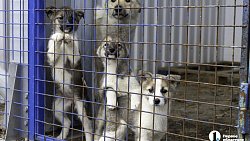 Собаки в госприюте под Челябинском мечтают не вернуться на улицу