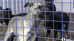 Собаки в госприюте под Челябинском мечтают не вернуться на улицу