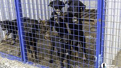 Собаки в госприюте под Челябинском мечтают не вернуться на улицу