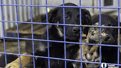 Собаки в госприюте под Челябинском мечтают не вернуться на улицу