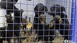 Собаки в госприюте под Челябинском мечтают не вернуться на улицу