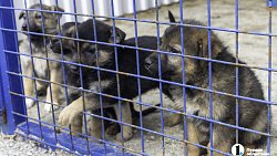 Собаки в госприюте под Челябинском мечтают не вернуться на улицу