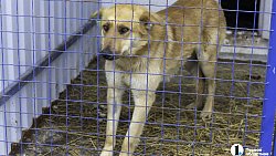 Собаки в госприюте под Челябинском мечтают не вернуться на улицу