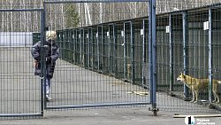 Собаки в госприюте под Челябинском мечтают не вернуться на улицу