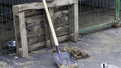 Собаки в госприюте под Челябинском мечтают не вернуться на улицу