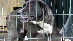 Собаки в госприюте под Челябинском мечтают не вернуться на улицу