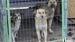 Собаки в госприюте под Челябинском мечтают не вернуться на улицу