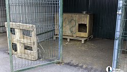 Собаки в госприюте под Челябинском мечтают не вернуться на улицу