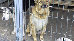 Собаки в госприюте под Челябинском мечтают не вернуться на улицу