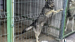 Собаки в госприюте под Челябинском мечтают не вернуться на улицу