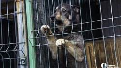 Собаки в госприюте под Челябинском мечтают не вернуться на улицу