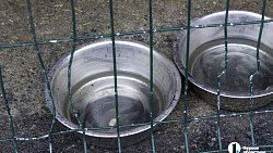 Собаки в госприюте под Челябинском мечтают не вернуться на улицу