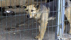 Собаки в госприюте под Челябинском мечтают не вернуться на улицу