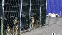 Собаки в госприюте под Челябинском мечтают не вернуться на улицу