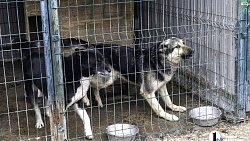 Собаки в госприюте под Челябинском мечтают не вернуться на улицу