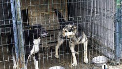 Собаки в госприюте под Челябинском мечтают не вернуться на улицу