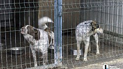 Собаки в госприюте под Челябинском мечтают не вернуться на улицу