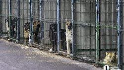 Собаки в госприюте под Челябинском мечтают не вернуться на улицу