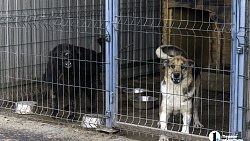 Собаки в госприюте под Челябинском мечтают не вернуться на улицу