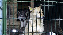 Собаки в госприюте под Челябинском мечтают не вернуться на улицу