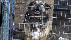 Собаки в госприюте под Челябинском мечтают не вернуться на улицу