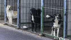 Собаки в госприюте под Челябинском мечтают не вернуться на улицу