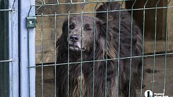 Собаки в госприюте под Челябинском мечтают не вернуться на улицу