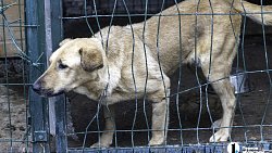 Собаки в госприюте под Челябинском мечтают не вернуться на улицу
