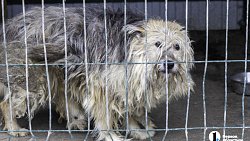 Собаки в госприюте под Челябинском мечтают не вернуться на улицу