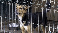 Собаки в госприюте под Челябинском мечтают не вернуться на улицу