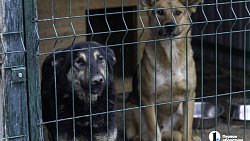 Собаки в госприюте под Челябинском мечтают не вернуться на улицу