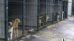 Собаки в госприюте под Челябинском мечтают не вернуться на улицу