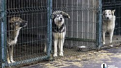 Собаки в госприюте под Челябинском мечтают не вернуться на улицу