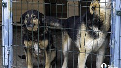 Собаки в госприюте под Челябинском мечтают не вернуться на улицу