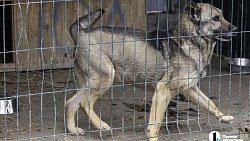 Собаки в госприюте под Челябинском мечтают не вернуться на улицу